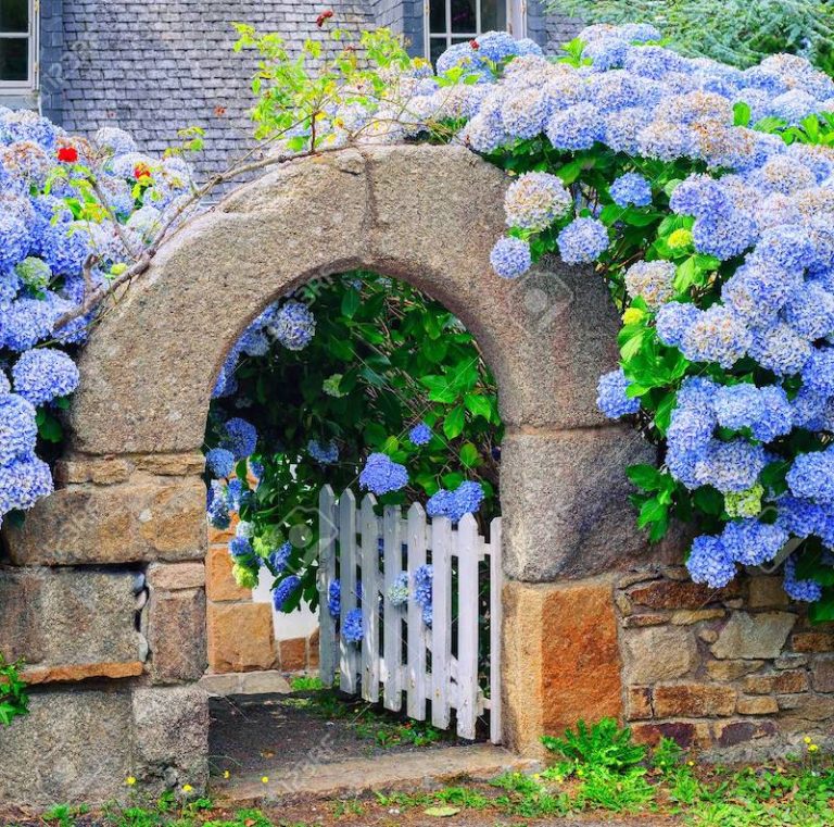 LCdlB fleurs d hortensia bleu decoration une porte de maison en pierre en bretagne france 768x761